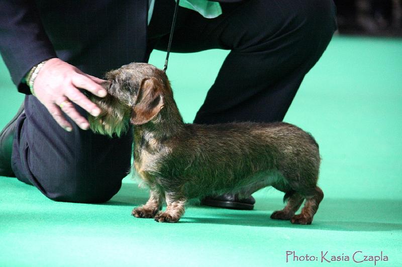 Crufts2011_2 817.jpg